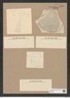 Arachnodiscus grevilleanus Hardm. (de-Toni-Nr.: Genus 204, Species 5212) Zeichnungen Sammlung Grunow Nr. 8999 (NHMW-BOT-W0378703)